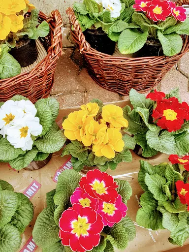 Wyszogrodzka Joanna. KWIATY⁰